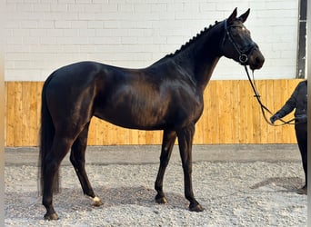 Hannoveranare, Sto, 6 år, 166 cm, Rökfärgad svart