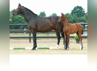 Hannoveranare, Sto, 6 år, 169 cm, Brun