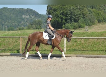 Hannoveranare, Sto, 6 år, 172 cm, fux