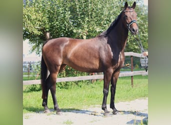 Hannoveranare, Sto, 6 år, 172 cm, Mörkbrun