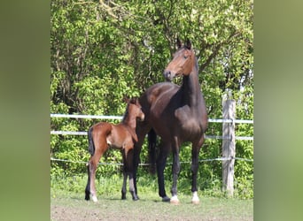 Hannoveranare, Sto, 6 år, 174 cm, Brun