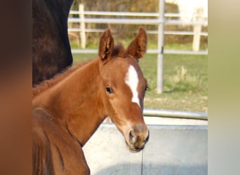 Hannoveranare, Sto, 6 år, 174 cm, Brun