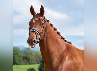 Hannoveranare, Sto, 6 år, 175 cm, fux