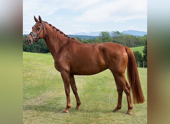 Hannoveranare, Sto, 6 år, 175 cm, fux