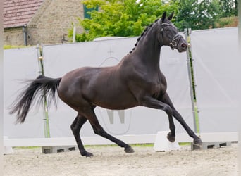 Hannoveranare, Sto, 7 år, 167 cm, Svart
