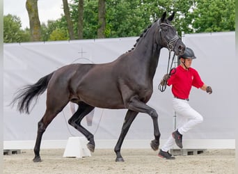 Hannoveranare, Sto, 7 år, 167 cm, Svart