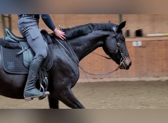 Hannoveranare, Sto, 7 år, 174 cm, Rökfärgad svart