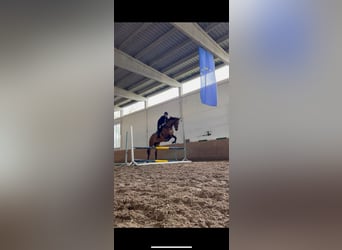 Hannoveranare, Sto, 7 år, Brun