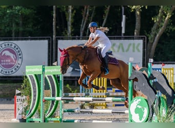 Hannoveranare Blandning, Sto, 8 år, 163 cm, Fux