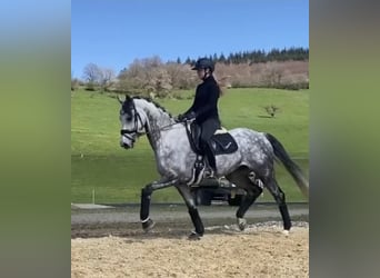 Hannoveranare, Sto, 8 år, 167 cm, Grå