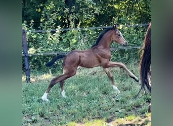 Hannoveraner, Stute, 8 Jahre, 168 cm, Dunkelfuchs