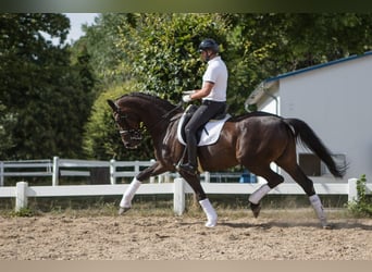 Hannoveranare, Sto, 8 år, 172 cm, Rökfärgad svart