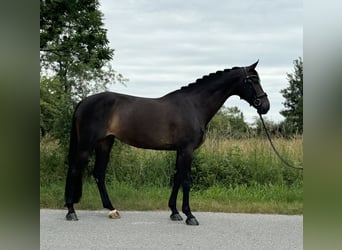 Hannoveranare, Sto, 9 år, 173 cm, Rökfärgad svart