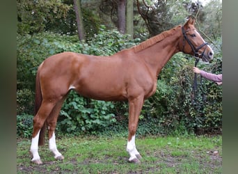 Hannoveranare, Sto, 9 år, 179 cm, fux