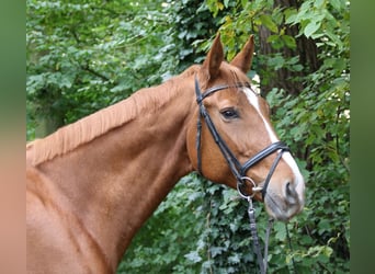 Hannoveranare, Sto, 9 år, 179 cm, fux