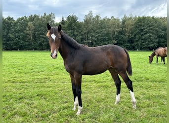 Hannoveranare, Sto, Föl (02/2023), 168 cm, Mörkbrun