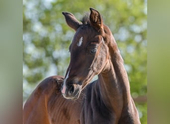 Hannoveranare, Sto, Föl (04/2024), 172 cm, Rökfärgad svart