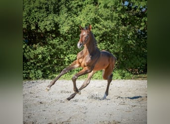 Hannoveranare, Sto, Föl (04/2024), 172 cm, Rökfärgad svart