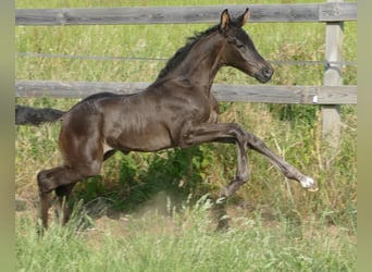 Hannoveranare, Sto, Föl (05/2023), 173 cm, Svart