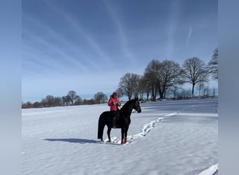 Hannoveranare, Valack, 11 år, 166 cm, Svart