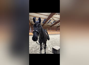 Hannoveranare, Valack, 11 år, 170 cm, Svart