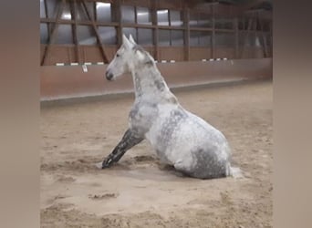 Hannoveranare, Valack, 13 år, 169 cm, Gråskimmel