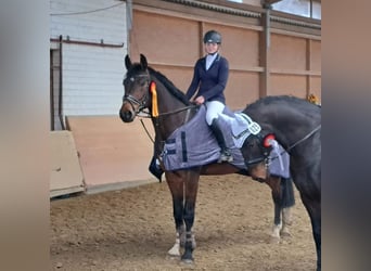 Hannoveranare, Valack, 13 år, 175 cm, Mörkbrun