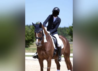 Hannoveranare, Valack, 14 år, 171 cm, Fux