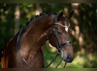 Hannoveranare, Valack, 14 år, 176 cm, Mörkbrun