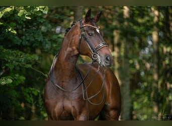 Hannoveranare, Valack, 14 år, 176 cm, Mörkbrun