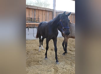 Hannoveranare, Valack, 1 år, 170 cm, Rökfärgad svart