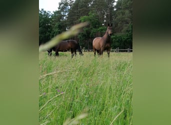 Hannoveranare, Valack, 23 år, 172 cm, Brun