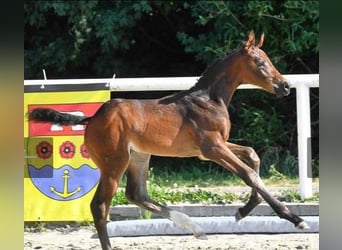 Hannoveranare, Valack, 2 år