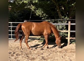 Hannoveraner, Wallach, 3 Jahre, 166 cm, Fuchs