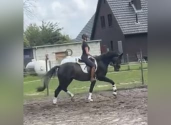 Hannoveranare, Valack, 3 år, 166 cm, Gråskimmel