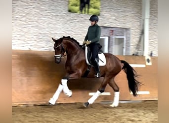 Hannoveranare, Valack, 3 år, 168 cm, Brun