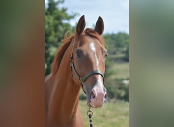 Hannoveranare, Valack, 3 år, 168 cm, fux