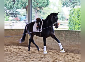 Hannoveranare, Valack, 3 år, 168 cm, Rökfärgad svart