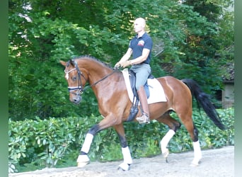 Hannoveranare, Valack, 3 år, 170 cm, Brun
