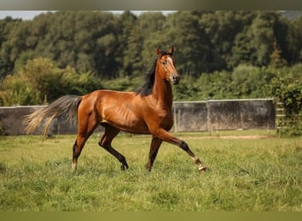 Hannoveraner, Wallach, 3 Jahre, 170 cm, Brauner