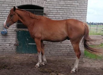 Hannoveranare, Valack, 3 år, 170 cm, fux