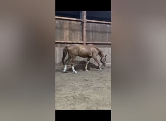 Hannoveranare, Valack, 3 år, 170 cm, fux