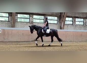 Hannoveranare, Valack, 3 år, 172 cm, Rökfärgad svart