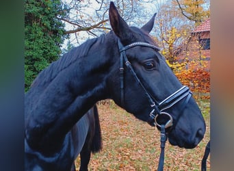 Hannoveranare, Valack, 3 år, 173 cm, Svart