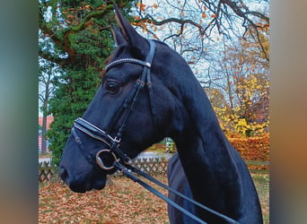 Hannoveranare, Valack, 3 år, 173 cm, Svart