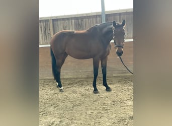 Hannoveranare, Valack, 3 år, 174 cm, Brun