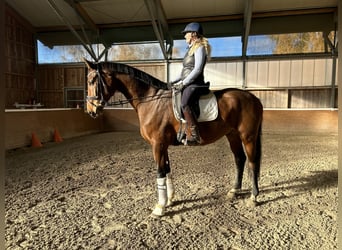 Hannoveranare, Valack, 3 år, 174 cm, Brun