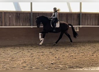 Hannoveranare, Valack, 3 år, 174 cm, Brun