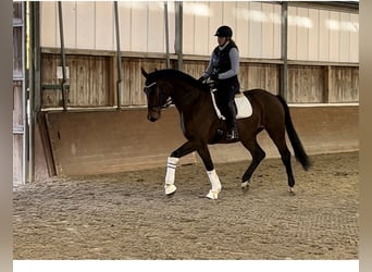 Hannoveranare, Valack, 3 år, 174 cm, Brun