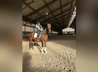 Hannoveranare, Valack, 3 år, 174 cm, Brun